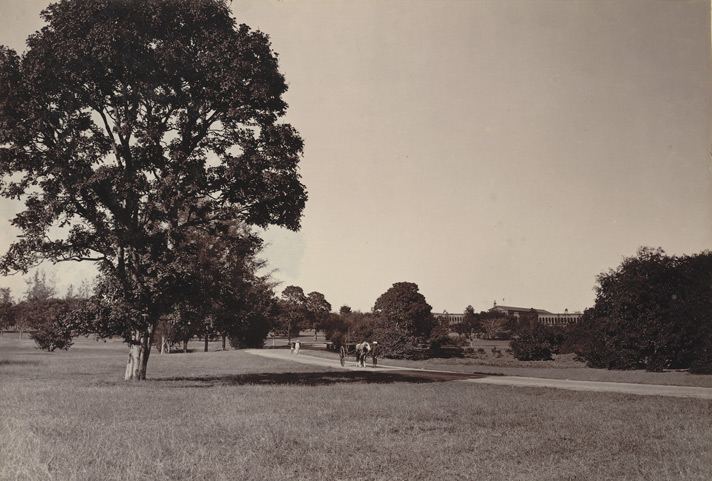 Cubbon Park in 1890: an open lawn, a great tree, a horse cart on a curving path
