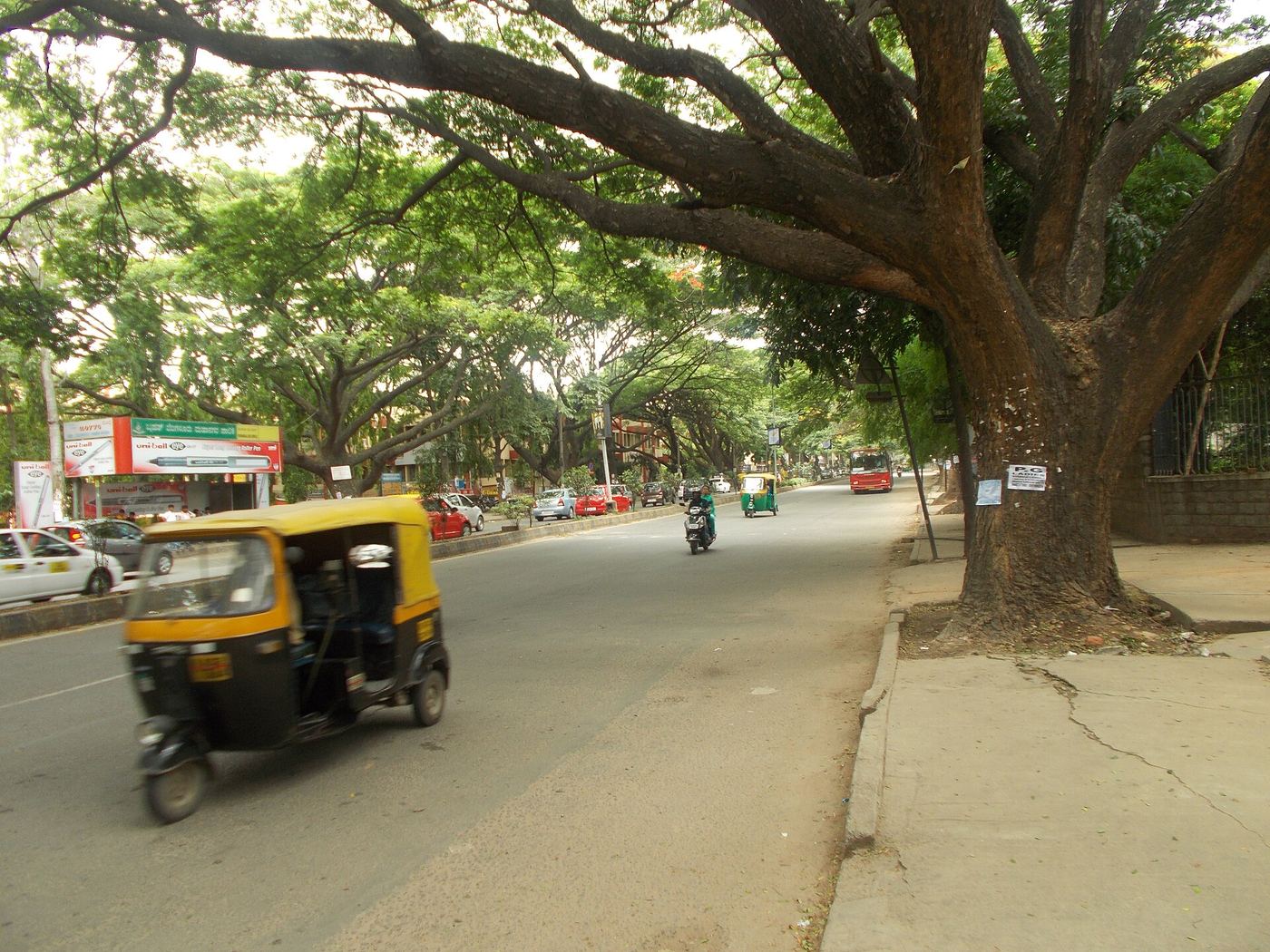 A rain tree’s huge canopy over the Inner Ring Road, an auto rickshaw passing beneath